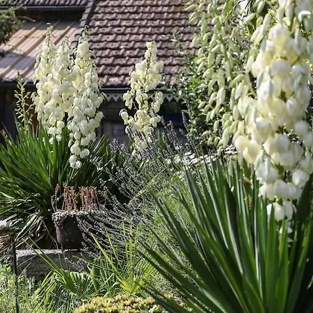 公寓 Le Jardin Yuccas - Cosy In The Loir& Loire Valleys La Chapelle-aux-Choux