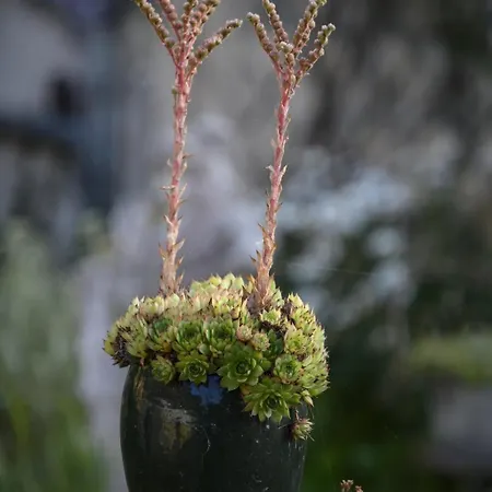 Le Jardin Yuccas - Cosy In The Loir& Loire Valleys * La Chapelle-aux-Choux