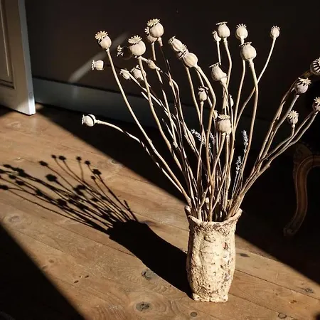 Le Jardin Yuccas - Cosy In The Loir& Loire Valleys 公寓 La Chapelle-aux-Choux