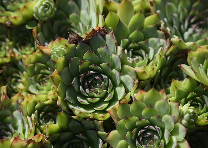 Appartement Le Jardin Yuccas - Cosy In The Loir& Loire Valleys La Chapelle-aux-Choux