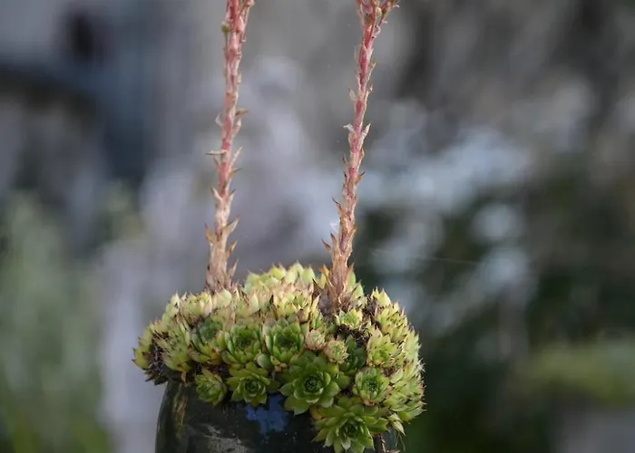Le Jardin Yuccas - Cosy In The Loir& Loire Valleys * La Chapelle-aux-Choux